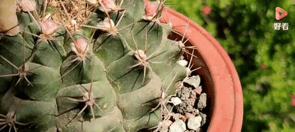 长毛兔子仙人球开花的秘诀是什么？如何养护？