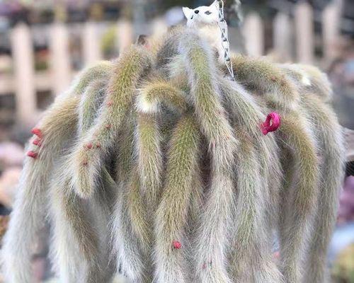 长毛兔子仙人球开花的秘诀是什么？如何养护？