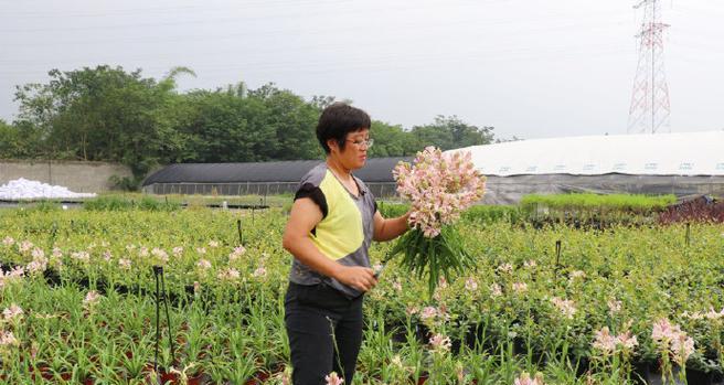 海妈玫瑰花怎么养好看？有哪些提升观赏性的养护技巧？