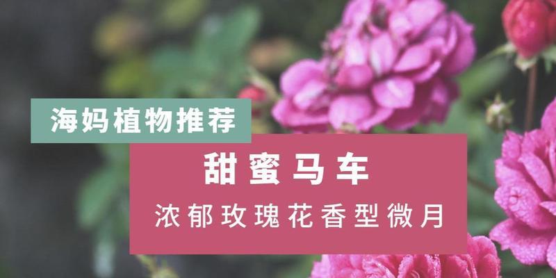海妈玫瑰花怎么养好看？有哪些提升观赏性的养护技巧？