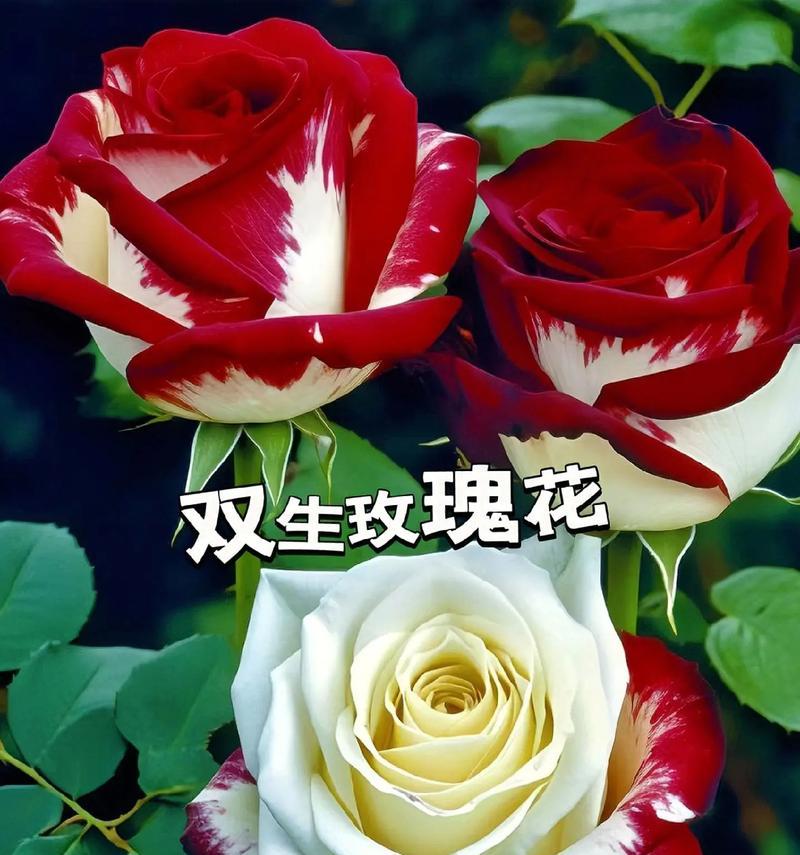 玫瑰花要怎么养？如何保持玫瑰花的健康生长？