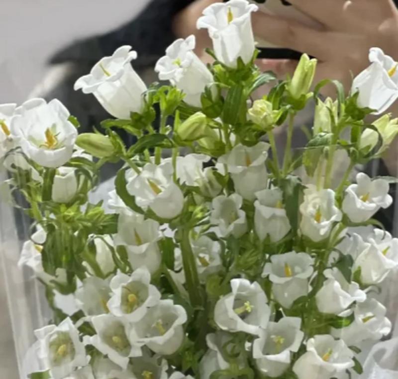 白色风铃花的花语和寓意是什么？它传递了哪些信息？