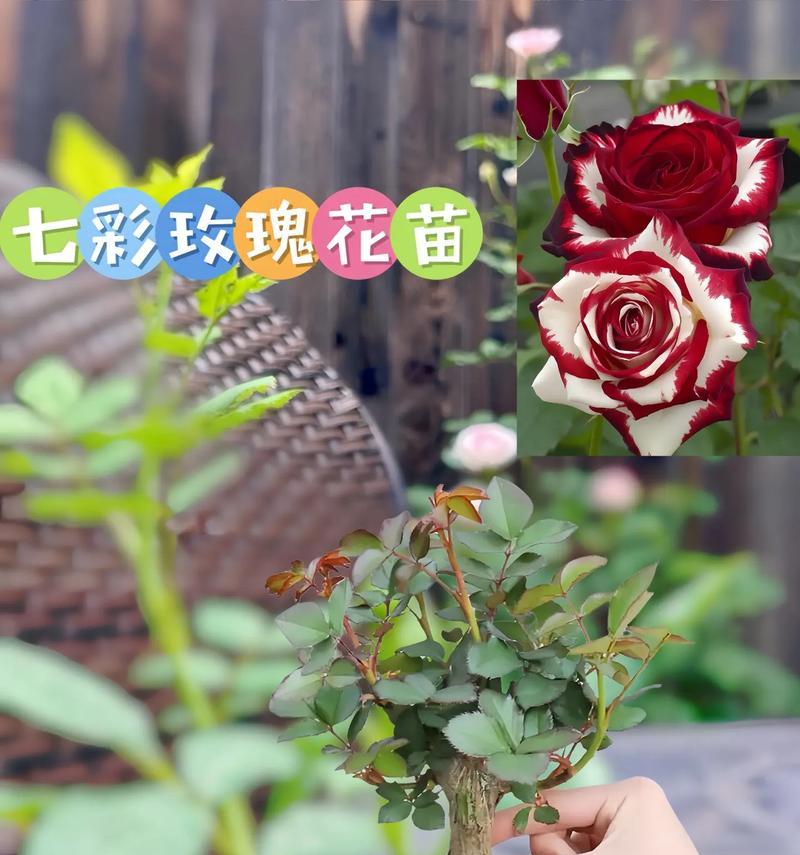 玫瑰花要怎么养？如何保持玫瑰花的健康生长？