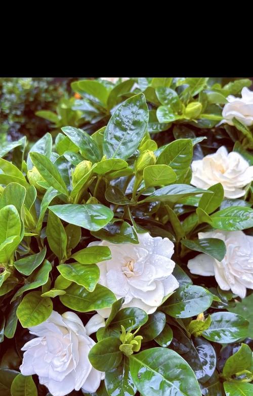 青栀子的花语代表了什么？