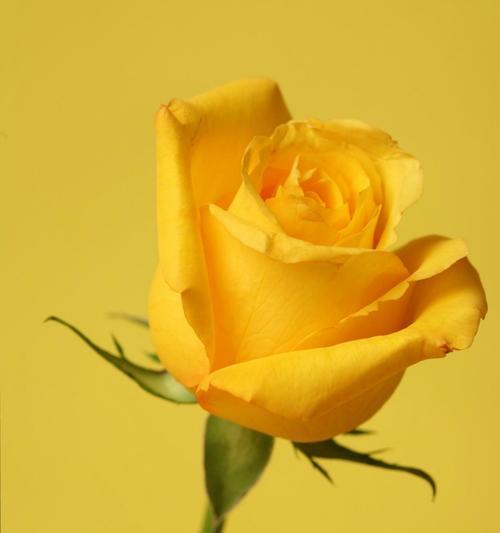 花瓣重叠的玫瑰花叫什么？这种玫瑰花的养护技巧是什么？