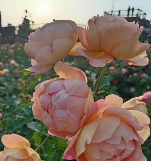花瓣重叠的玫瑰花叫什么？这种玫瑰花的养护技巧是什么？