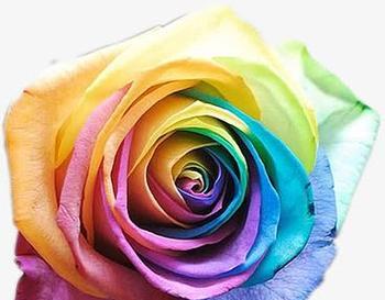 花瓣重叠的玫瑰花叫什么？这种玫瑰花的养护技巧是什么？