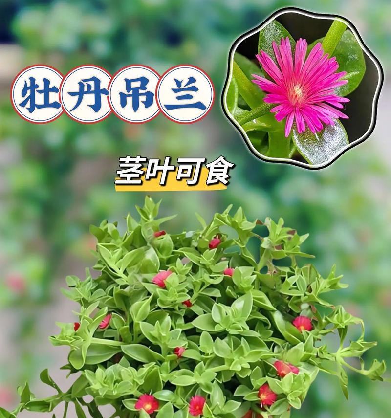 牡丹花喷叶子的正确方法是什么？