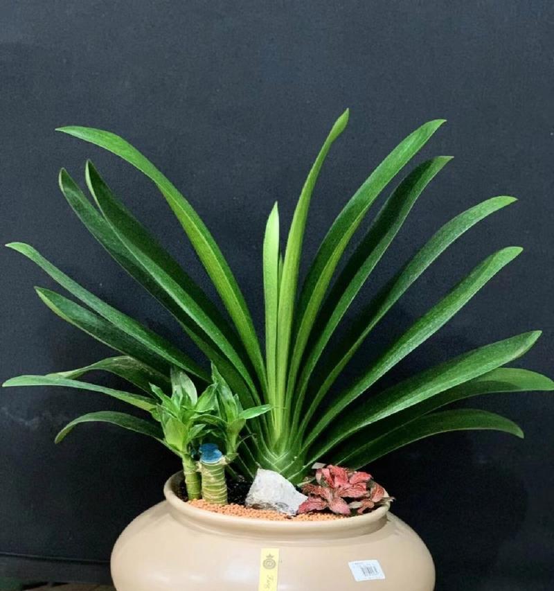 君子兰开花预示着什么？如何解读其寓意？