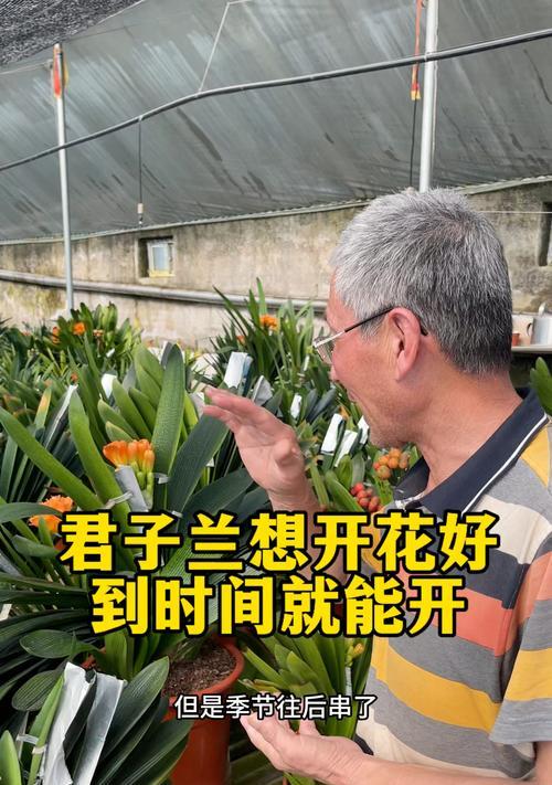 君子兰需要多久才能开花结果？