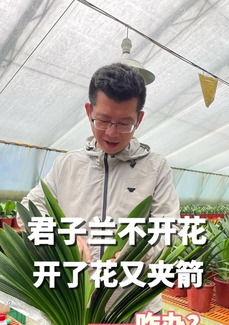 君子兰需要多久才能开花结果？