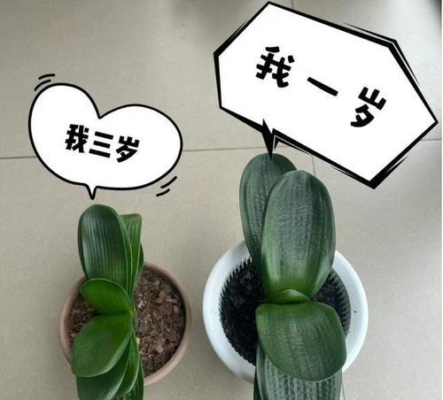 君子兰需要多久才能开花结果？