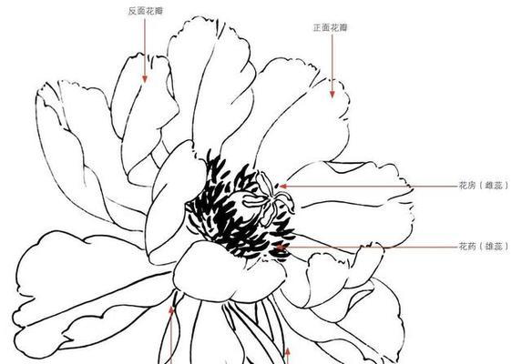 五叶花瓣牡丹花的养护管理方法是什么？