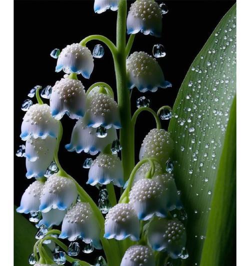 守护与治愈的花语是什么？哪些花代表了这样的意义？