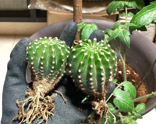 蔓藤花园仙人球的养护管理要点？