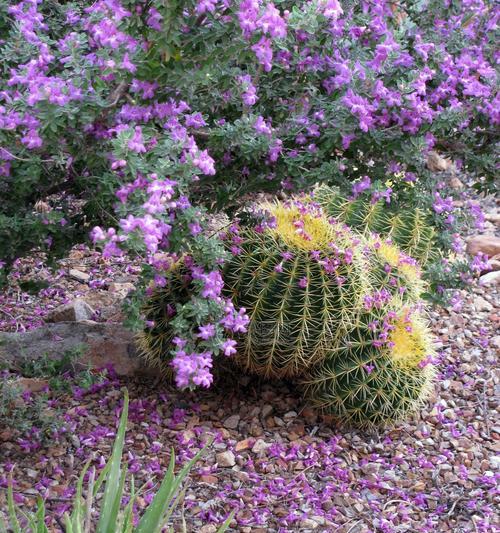 蔓藤花园仙人球的养护管理要点？