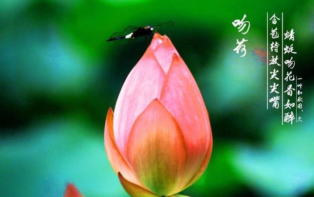 荷花的花语代表了什么？