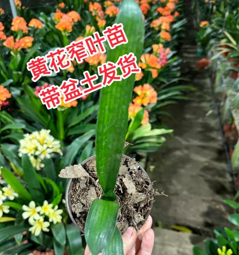 君子兰立株1号的正确养殖方法是什么？