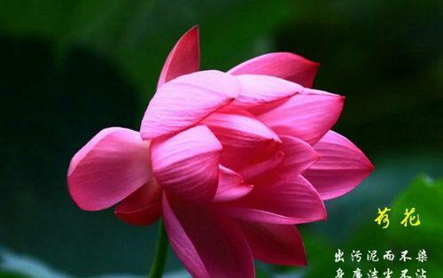 荷花的花语代表了什么？
