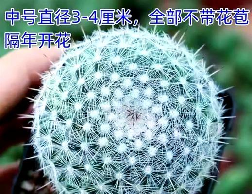 斗南花卉仙人球的养护方法是什么？好养吗？