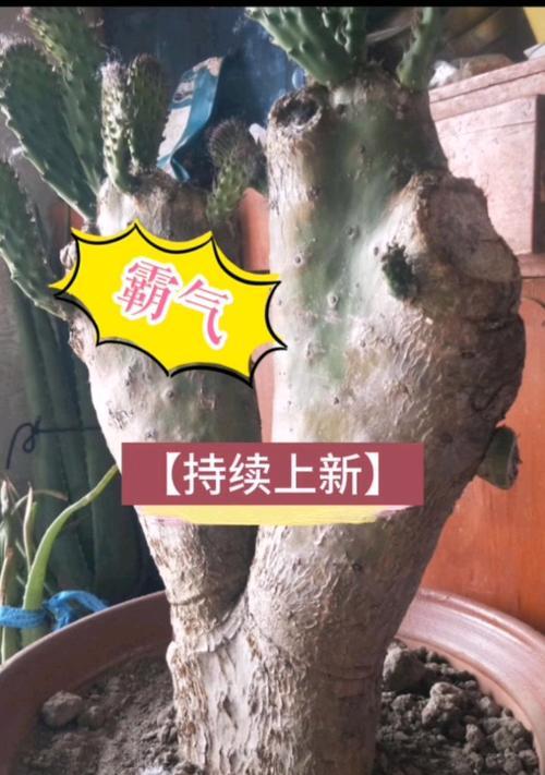 小盆仙人掌开花的养护秘诀是什么？