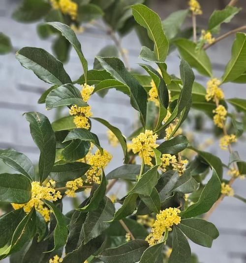 春风听花语秋风闻花香代表什么？春风听花语秋风闻花香的含义是什么？