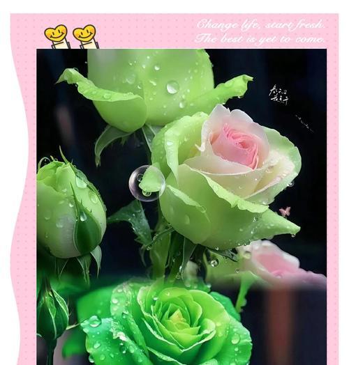 玫瑰花浇水的正确时机是什么时候？为什么不能等它死了再浇？
