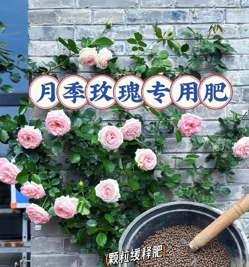 玫瑰花浇水的正确时机是什么时候？为什么不能等它死了再浇？