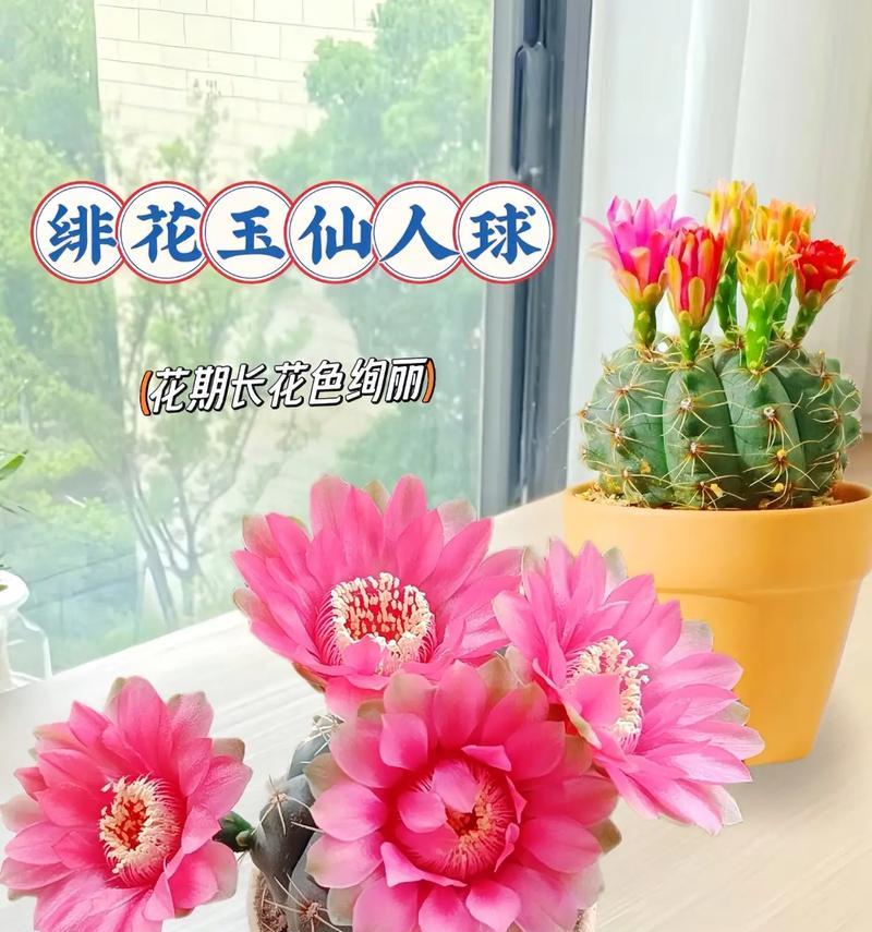 如何分辨不同品种的仙人球？
