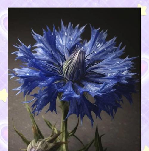 赞美梦幻的花语有何含义？