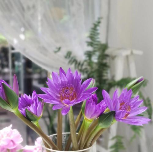 赞美梦幻的花语有何含义？