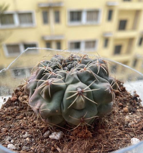 仙人球为何缺水才开花？如何判断仙人球是否缺水？