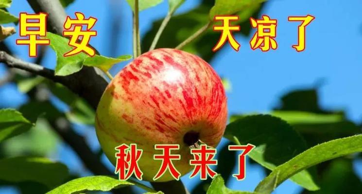 早安秋天的花语是什么？它在秋季表达情感时有何特别之处？