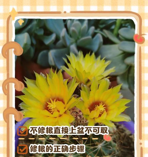 仙人球为何缺水才开花？如何判断仙人球是否缺水？