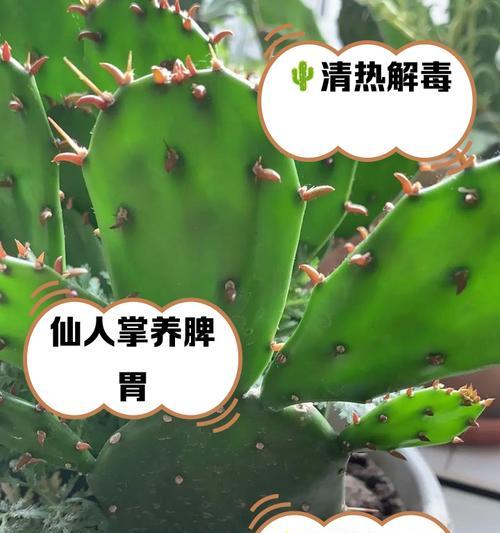 空心仙人掌的养殖技巧是什么？