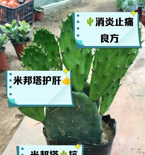 空心仙人掌的养殖技巧是什么？