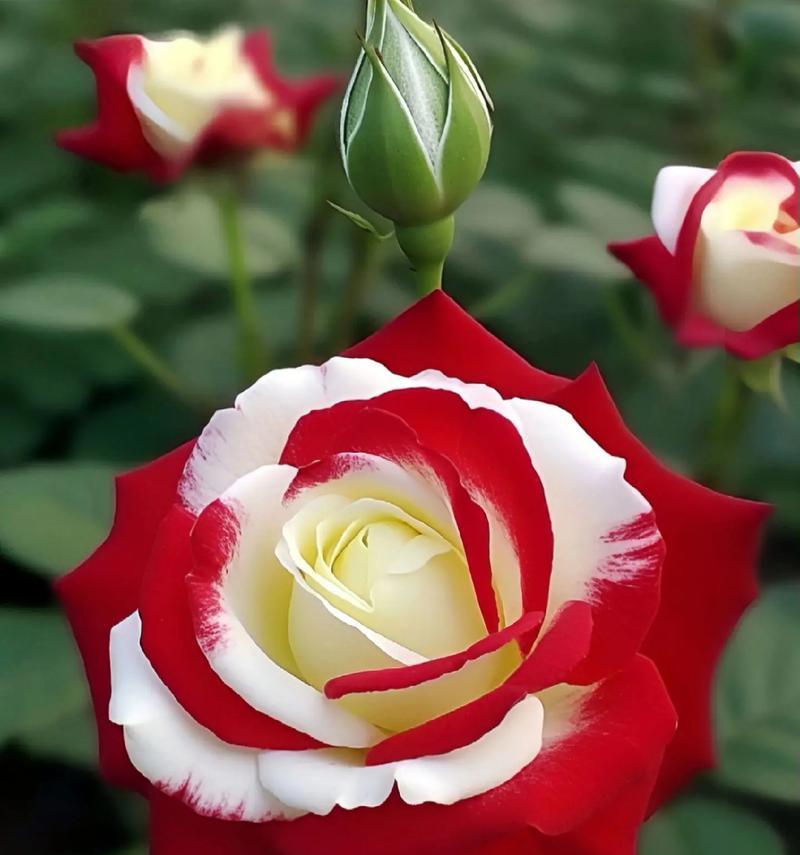 有生花的花语代表什么？有生花的寓意是什么？