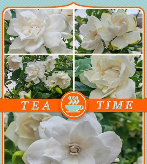 有生花的花语代表什么？有生花的寓意是什么？