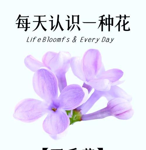 有生花的花语代表什么？有生花的寓意是什么？