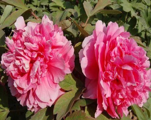 牡丹花红色花苞预示着什么？如何正确处理？