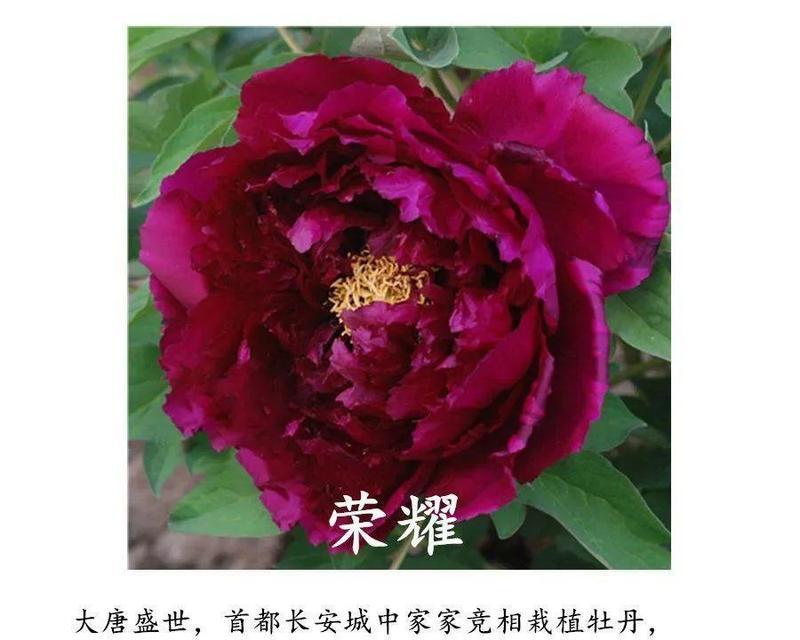 牡丹花红色花苞预示着什么？如何正确处理？
