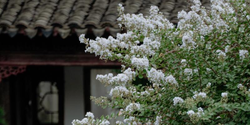 老祖宗的审美中花语有何含义？传统审美与花语的关联是什么？