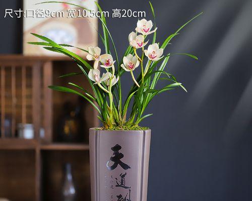 文竹君子兰盆景的日常养护要点是什么？