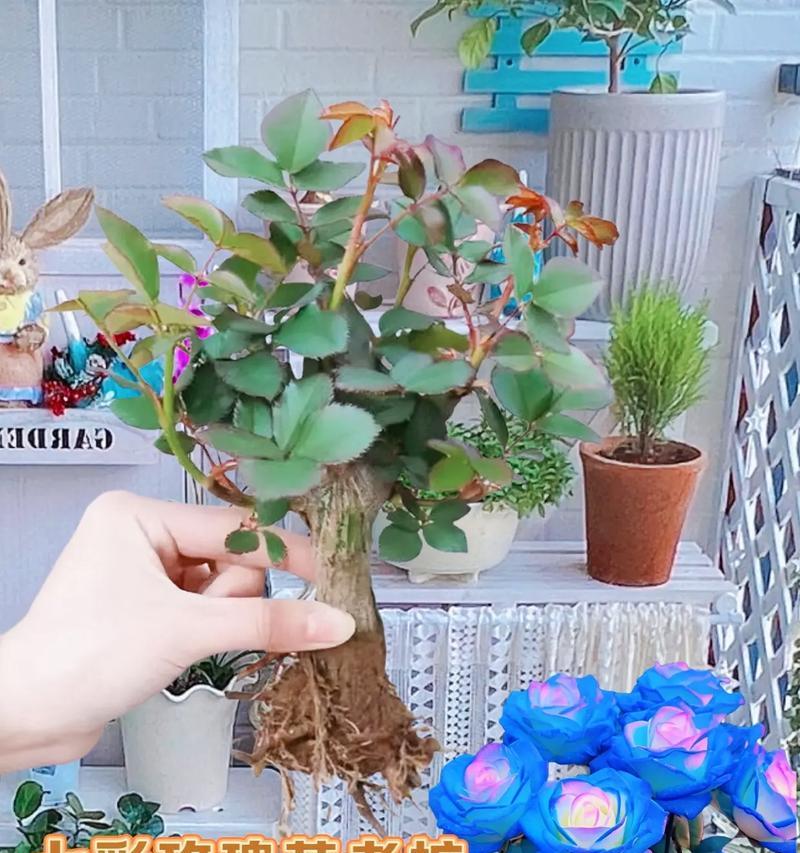 地栽玫瑰花的种植技巧是什么？