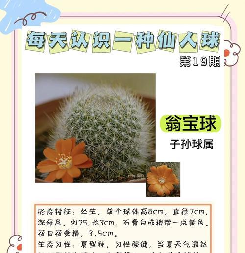 仙人球光照方向的重要性？
