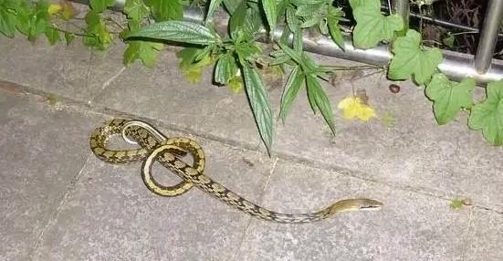 菜花蛇花的花语代表什么？
