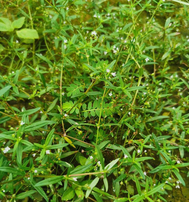 菜花蛇花的花语代表什么？