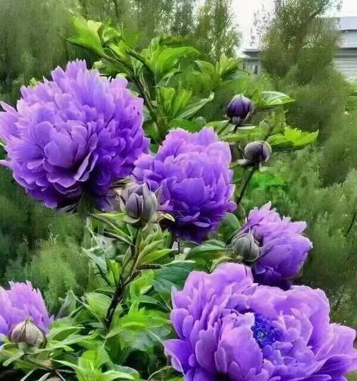 汝州牡丹花的开花时间是什么时候？