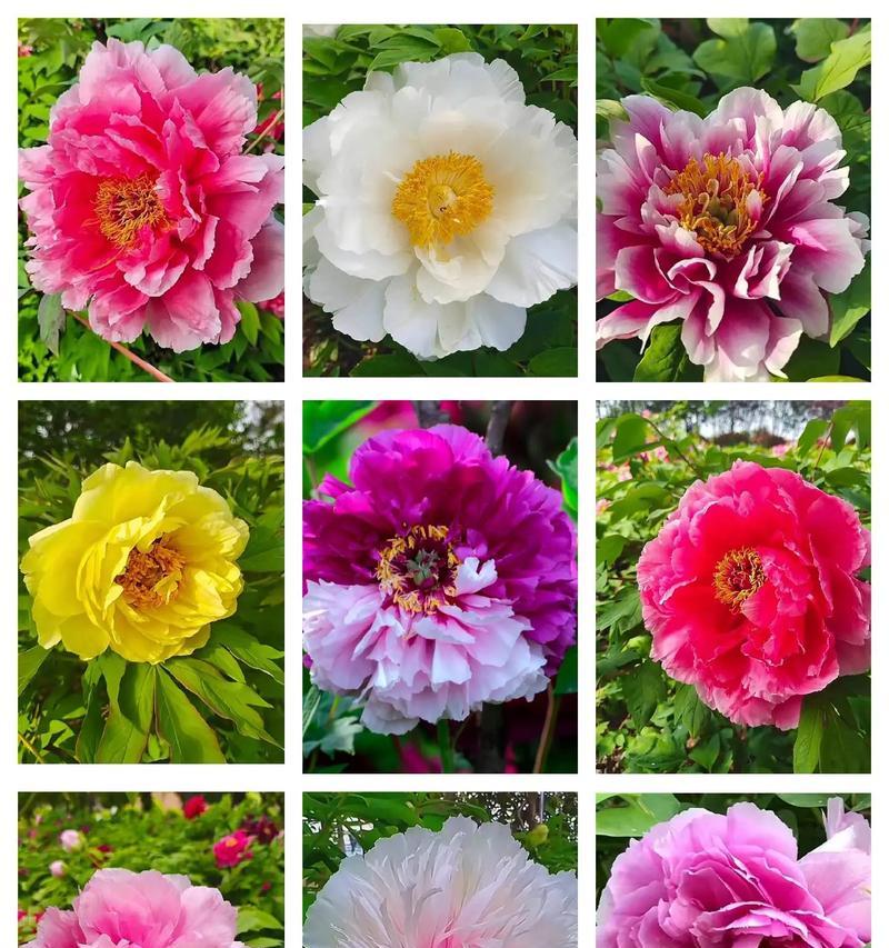 汝州牡丹花的开花时间是什么时候？