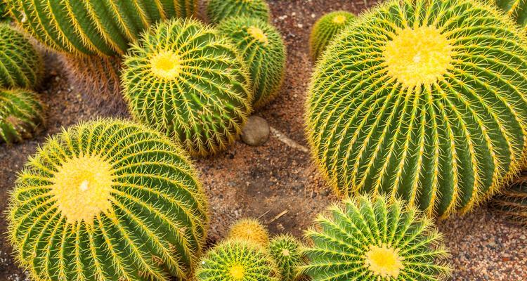 植物仙人球寓意着什么？它有哪些象征意义？